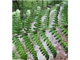 Navadna glistovnica (Dryopteris filix-mas)