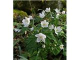 Navadna polžarka (Isopyrum thalictroides), osrednja Slovenija.