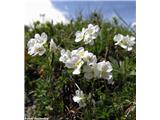 Bohinjski repnjak (Arabis vochinensis), Velika planina, Slovenija.