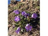 Planinska zvončica (Campanula alpestris), Cime de la Bonette, Francija, 2800 m. n. m.