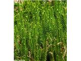 Lycopodium annotinum