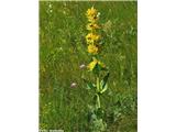 Bratinski ali zrasloprašnični svišč ali košutnik (Gentiana lutea subsp. symphyandra), Nanos, Slovenija.