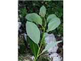 Salix glabra