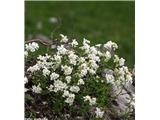 Bohinjski repnjak (Arabis vochinensis), Velika planina, Slovenija.