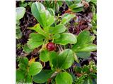 Alpski gornik (Arctostaphylos alpina)