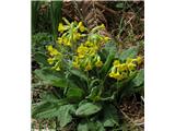 Pomladanski jeglič (Primula veris agg.)