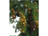 Picea abies