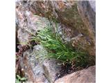 Severni sršaj (Asplenium septentrionale), NP Gran Paradiso, Italija.