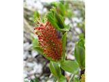 Salix glabra