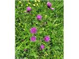 Potočni osat (Cirsium rivulare)