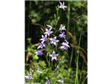 Repuščeva zvončica (Campanula rapunculus), Vipavska dolina, Slovenija.