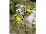 Sonchus oleraceus