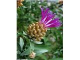 Haynaldov ali julijski glavinec (Centaurea haynaldii), Komarča, Slovenija.