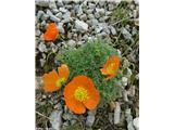 Kernerjev mak (Papaver alpinum kerneri), Brana, Slovenija.