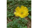 Zlatorumena zlatica (Ranunculus auricomus agg.), pri Kamniški bistrici, Slovenija.