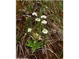 Alpska mastnica (Pinguicula alpina), Kamniško-Savinjske Alpe, Slovenija.