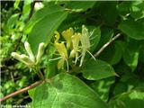 Puhastolistno kosteničevje (Lonicera xylosteum), Korošica (Kamn. Bistrica), Slovenija.