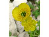 Izrodna zlatica (Ranunculus hybridus), Dovška vrata, Slovenija.