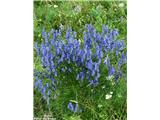 Ozkolistna preobjeda (Aconitum angustifolium), Krnsko pogorje, Slovenija.