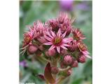 Catalonian Houseleek (Sempervivum tectorum)