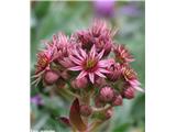 Navadni netresk (Sempervivum tectorum), NP Gran Paradiso, Italija.