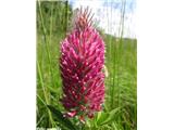 Škrlatnordeča detelja (Trifolium rubens), Vipavska dolina, Slovenija.