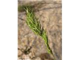 Gomoljasta latovka (Poa bulbosa), Dragonja, Slovenija.