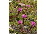 Lychnis alpina