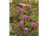 Alpska lučca (Lychnis alpina), Col de l'Iseran, Francija.