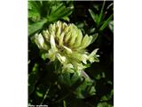 Noriška detelja (Trifolium noricum), Črna prst, Slovenija.