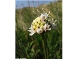 Bleda obloglavka (Cephalaria leucantha), Kraški rob, Slovenija.