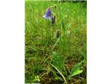 Brkata zvončica (Campanula barbata), Korensko sedlo, Slovenija.