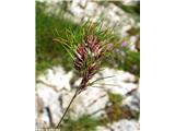 Gomoljasta latovka (Poa bulbosa), Kraški rob, Slovenija.