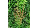 Rumex conglomeratum