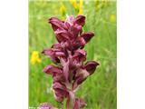 Steničja kukavica (Orchis coriophora), Vipavska dolina, Slovenija.