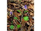 Gozdna vijolica (Viola reichenbachiana)