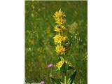 Bratinski ali zrasloprašnični svišč ali košutnik (Gentiana lutea subsp. symphyandra), Nanos, Slovenija.