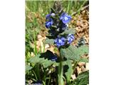 Ajuga genevensis