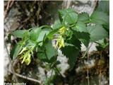 Rumeno milje (Paederota lutea), ob Kamniški Bistrici pri Stahovici, Slovenija.