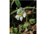 Kranjski petoprstnik (Potentilla carniolica)