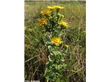 Nasršeni oman (Inula spiraeifolia), Kraški rob, Slovenija.