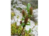 Gola vrba (Salix glabra), ženske mačice z brazdami na ženski rastlini.