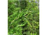 Alpska latovka (Poa alpina)