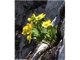 Izrodna zlatica (Ranunculus hybridus), Mangartsko sedlo, Slovenija.