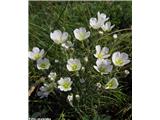 Lasasta črvinka (Minuartia capillacea), Kamniški vrh, Slovenija.