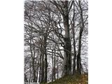 Fagus sylvatica