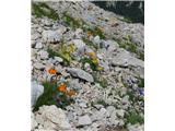 Papaver alpinum kerneri