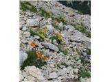 Kernerjev mak (Papaver alpinum kerneri), Brana, Slovenija.