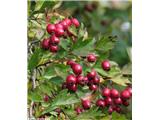 Enovrati glog (Crataegus monogyna), Slovenija.