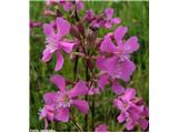 Navadna smolnica (Lychnis viscaria), Koroška, Slovenija.